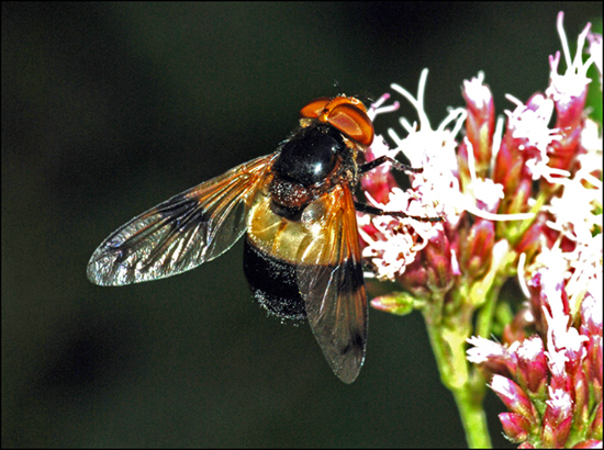 che tipo di mosca ?